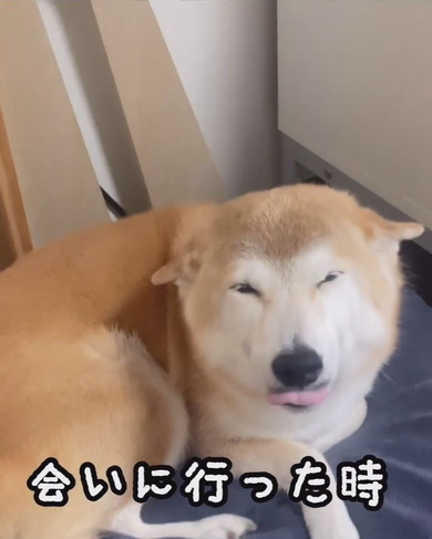 ヒコーキ耳でうれしそうなワンコ