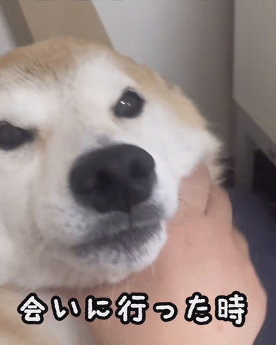 ヒコーキ耳でうれしそうなワンコ