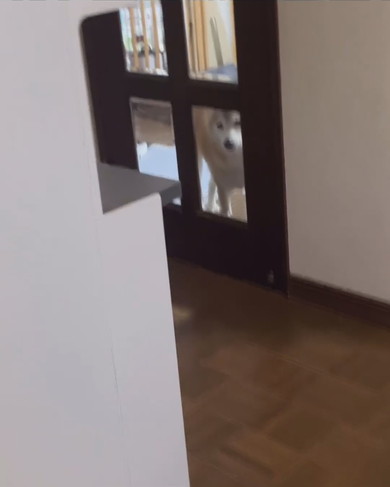 ドアに貼り付くさみしそうなワンコ