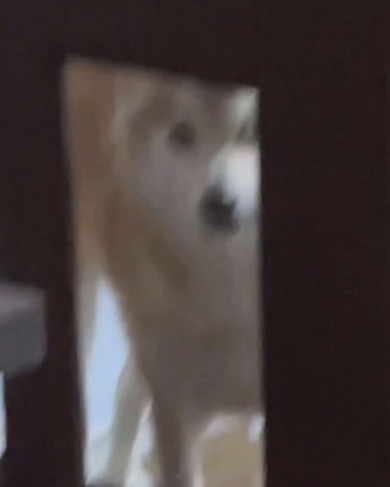 ドアに貼り付くさみしそうなワンコ