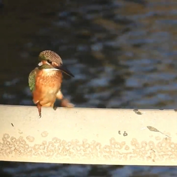 毛虫とカワセミ