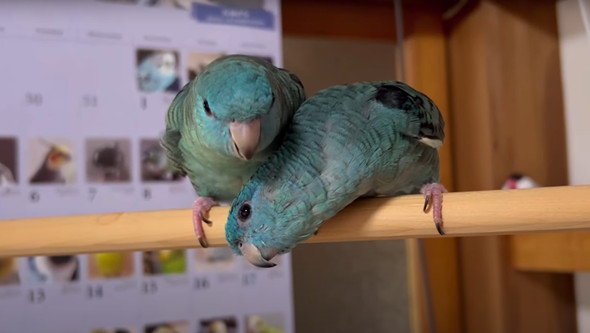 2羽一緒にお迎えした話