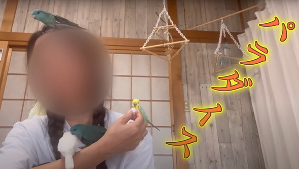 2羽一緒にお迎えした話