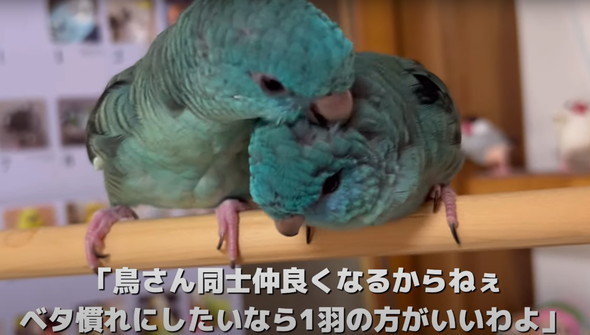 2羽一緒にお迎えした話