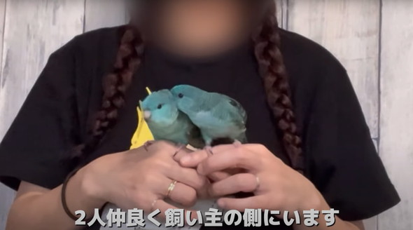 2羽一緒にお迎えした話