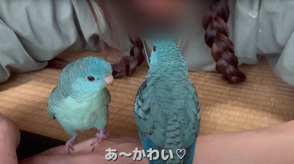 2羽一緒にお迎えした話