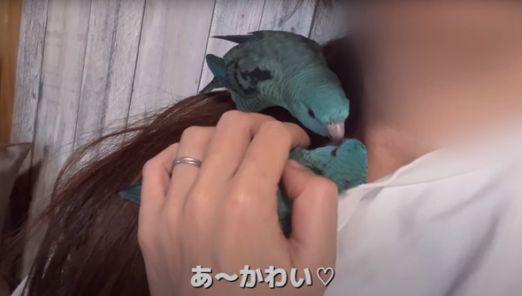 2羽一緒にお迎えした話