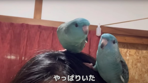 2羽一緒にお迎えした話