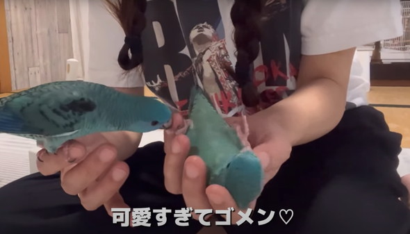 2羽一緒にお迎えした話