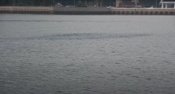 高級魚の大群に船から投網を打つ