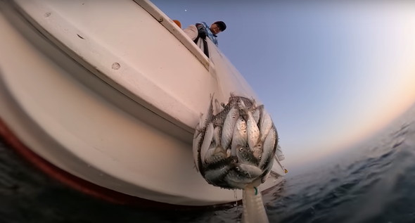 高級魚の大群に船から投網を打つ