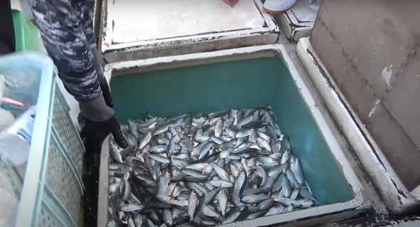 高級魚の大群に船から投網を打つ