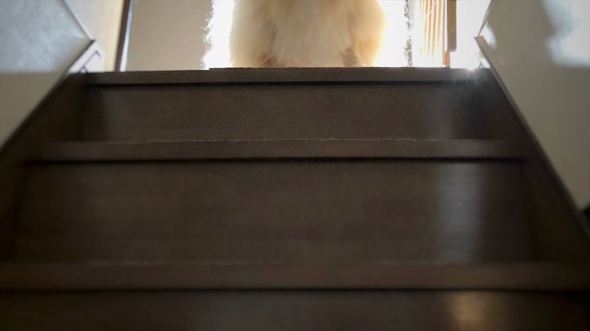 階段の上から見下ろすワンコ