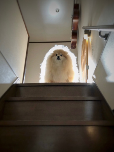 階段の上から見下ろすワンコ