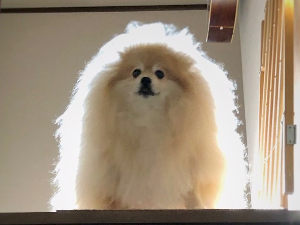 階段の上から見下ろすワンコ