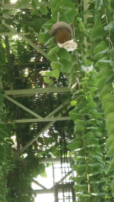 ハネフクベから種