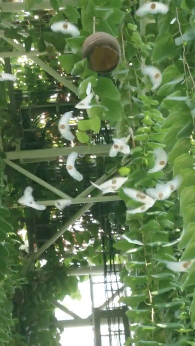 ハネフクベから種