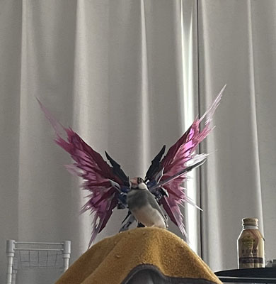 デスティニー文鳥