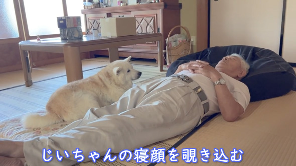 柴犬 あいちゃん おじいちゃん 大好き 寝顔をのぞく 添い寝 のんびり 平和
