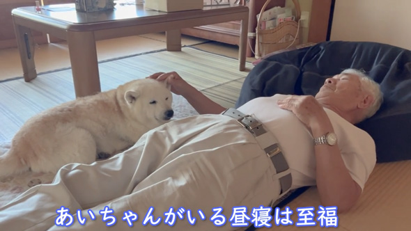 柴犬 あいちゃん おじいちゃん 大好き 寝顔をのぞく 添い寝 のんびり 平和