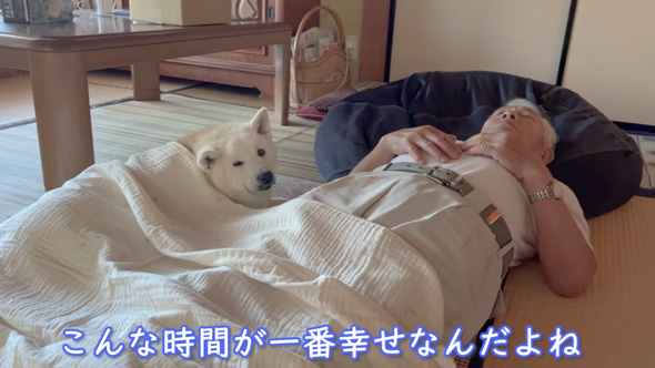柴犬 あいちゃん おじいちゃん 大好き 寝顔をのぞく 添い寝 のんびり 平和
