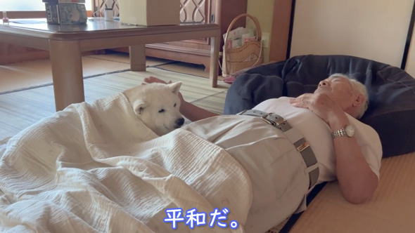 柴犬 あいちゃん おじいちゃん 大好き 寝顔をのぞく 添い寝 のんびり 平和
