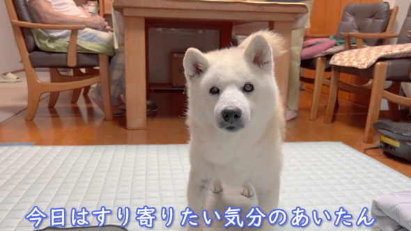柴犬 あいちゃん おじいちゃん 大好き 寝顔をのぞく 添い寝 のんびり 平和