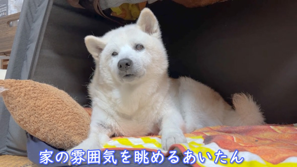柴犬 あいちゃん おじいちゃん 大好き 寝顔をのぞく 添い寝 のんびり 平和
