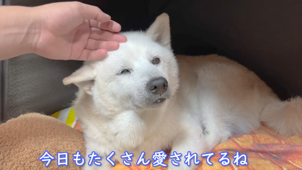 柴犬 あいちゃん おじいちゃん 大好き 寝顔をのぞく 添い寝 のんびり 平和