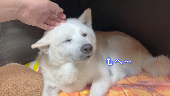 柴犬 あいちゃん おじいちゃん 大好き 寝顔をのぞく 添い寝 のんびり 平和
