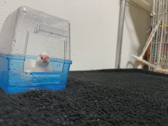 水浴び中の文鳥さん