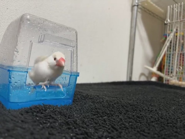 水浴び中の文鳥さん