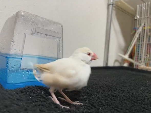 水浴びから出てきた文鳥さん