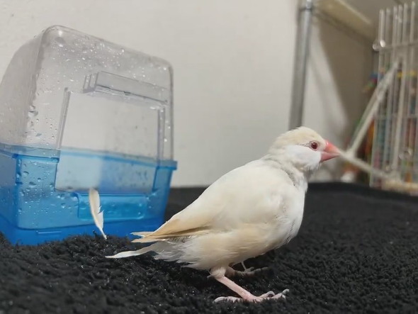 水浴びから出てきた文鳥さん