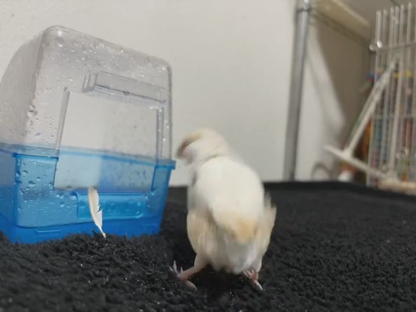水浴びから出てきた文鳥さん