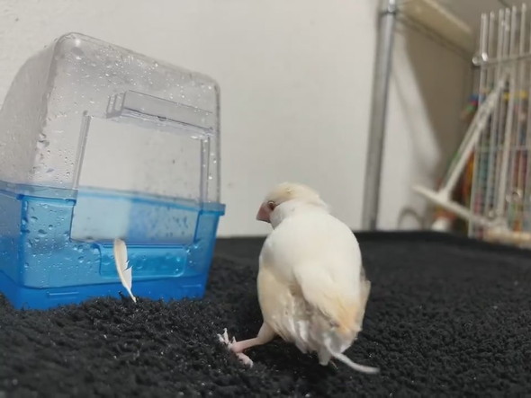 水浴びから出てきた文鳥さん