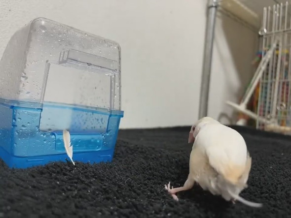 水浴びから出てきた文鳥さん