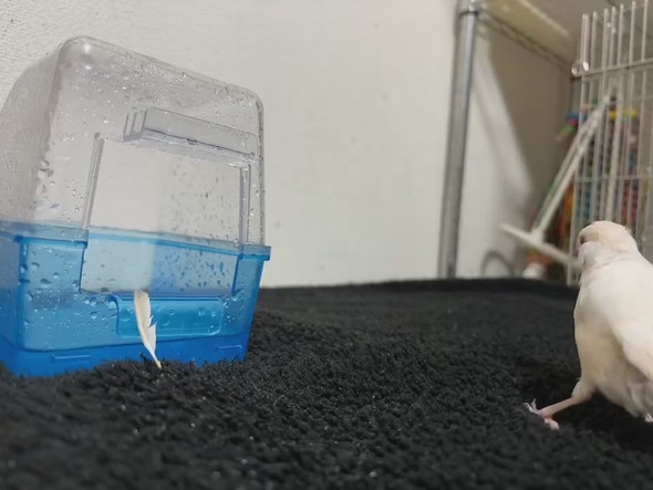 水浴びから出てきた文鳥さん