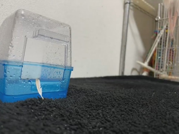 水浴びから出てきた文鳥さん