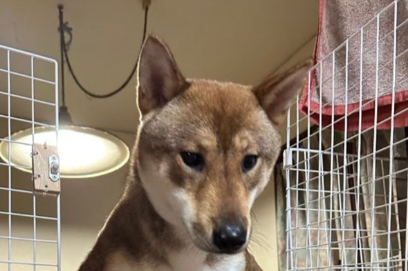 四国犬の顔アップ