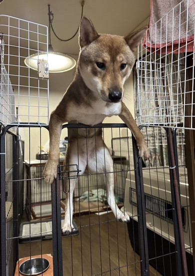 サークルに乗り上げている四国犬