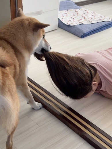 ヘアゴムを取るワンコ