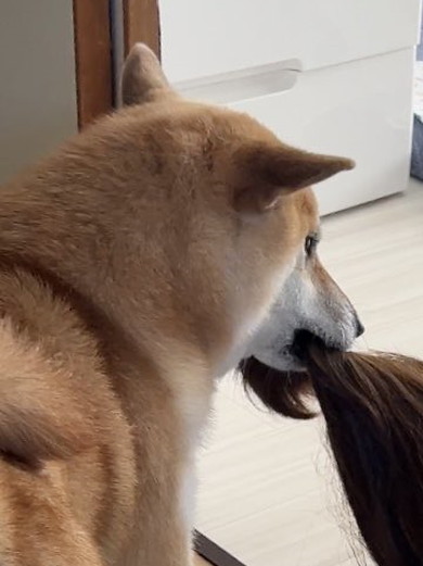 ヘアゴムを取るワンコ