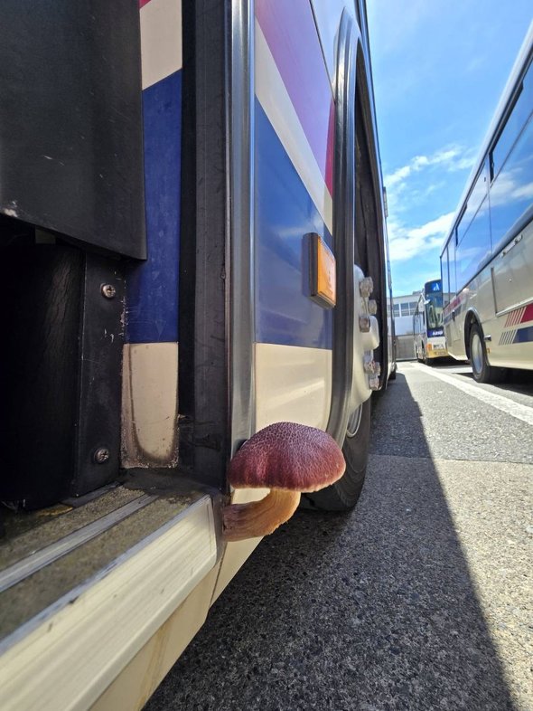 バス　きのこ　植物　おもしろ