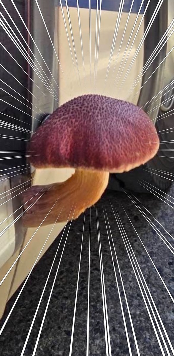 バス　きのこ　植物　おもしろ