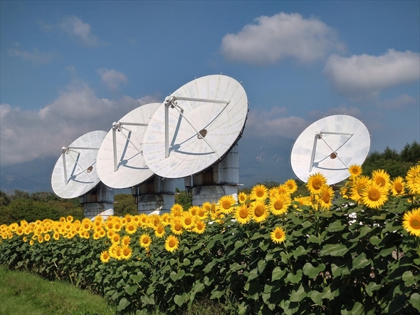 国立天文台野辺山で見られるパラボラアンテナとひまわりの風景写真