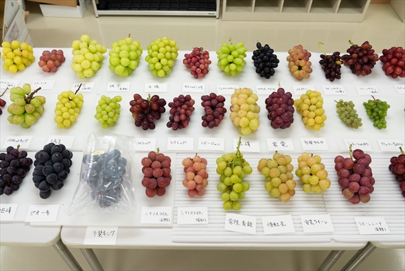 ぶどう80種類の食べ比べ