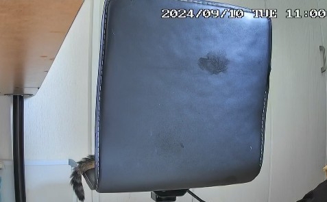 猫画像 子猫 見守りカメラ