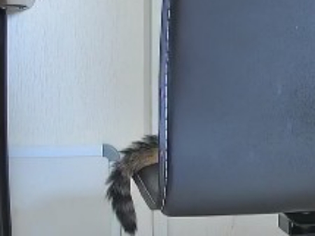 猫画像 子猫 見守りカメラ