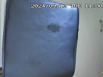 猫画像 子猫 見守りカメラ